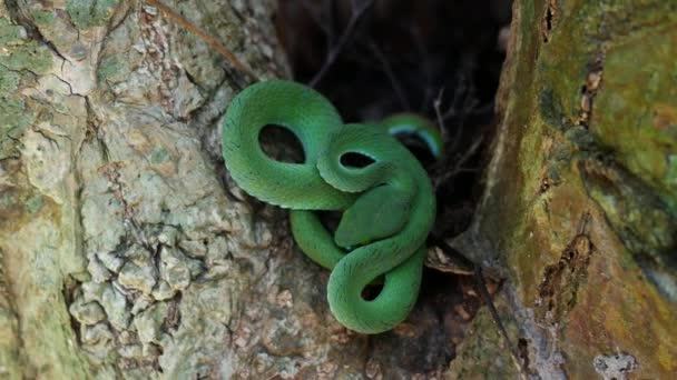 Close Green Snake Tree — Stock Video