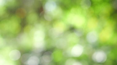 yeşil bokeh soyut arkaplan, doğal yeşil bulanık arkaplan