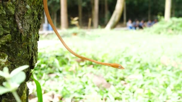 Close Snake Tree National Park — Stock Video