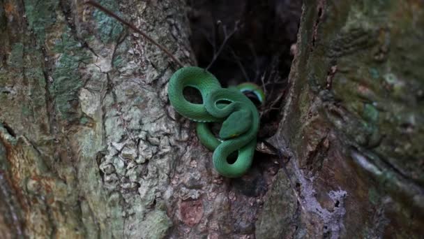 木の上で緑のヘビを閉じる — ストック動画