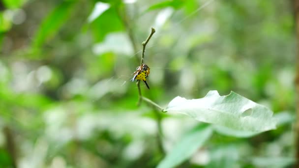 Pavouci Kteří Žijí Přirozeně Blízko Vodopádů Thajsku — Stock video