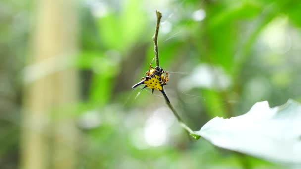 Aranhas Que Vivem Naturalmente Perto Cachoeiras Tailândia — Vídeo de Stock