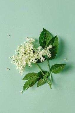 Elderflower çiçeği çiçek ile açık yeşil renkli yaprakları 