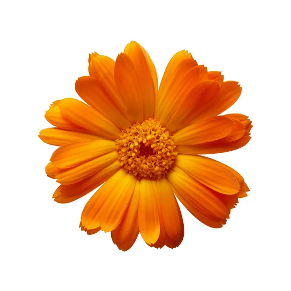 Orange Pot Marigold Flower Isolated White Background — Stock Photo, Image