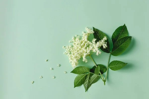 Flor Saúco Flor Con Hojas Sobre Fondo Verde Claro — Foto de Stock