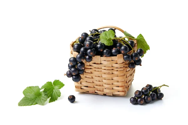 Ribes Nero Piccolo Cestino Vimini Isolato Sfondo Bianco — Foto Stock