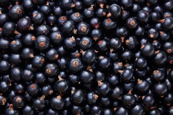 Taze Yetiştirilen Blackcurrants Aldı — Stok fotoğraf