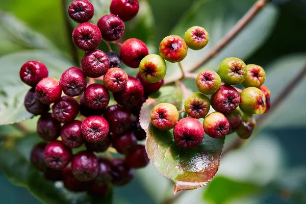 Unripe aronia berries growing in garden — Stock Image Unripe Aronia Berries Growing Garden Royalty Free Stock Images