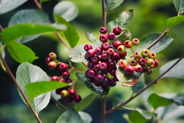 Unripe aronia berries growing in garden — Stock Image Unripe Aronia Berries Growing Garden Stock Photo