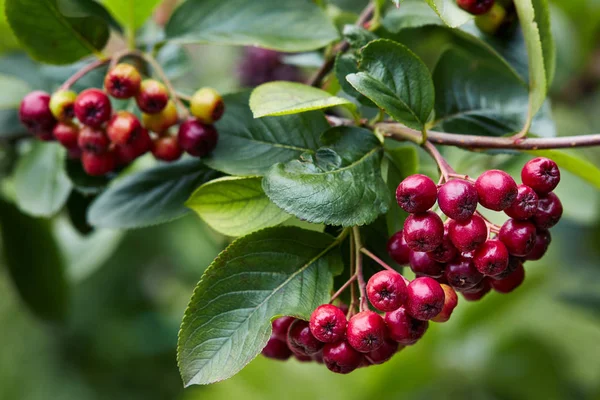 Unripe aronia berries growing in garden — Stock Image Unripe Aronia Berries Growing Garden Stock Image