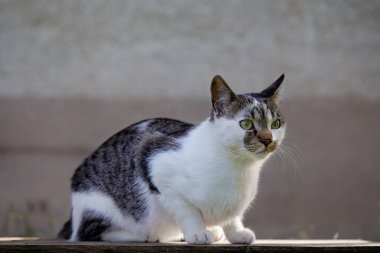 Bahçe masada oturan şirin uyarı kedi