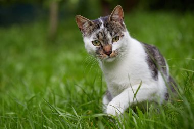 Şirin kedi kameraya bakıyor. Doğal ışık. Çim iç kedi. 