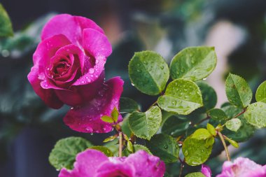 Bahçede çiçek açan yağmur damlaları ile pembe güller. 