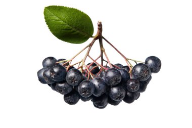 Taze aronia meyveler yaprakları ile. Beyaz arka plan üzerinde Aronia melanocarpa (siyah chokeberry). 
