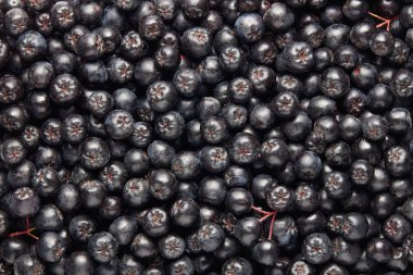 Taze çekilmiş homegrown aronia çilek. Aronia, genellikle chokeberry bilinir. Tam kare çekim chokeberries. 