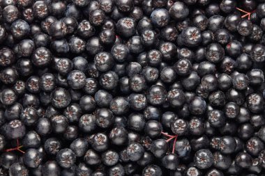 Freshly picked homegrown aronia berries. Aronia, commonly known as the chokeberry. Full frame shot of chokeberries.  clipart