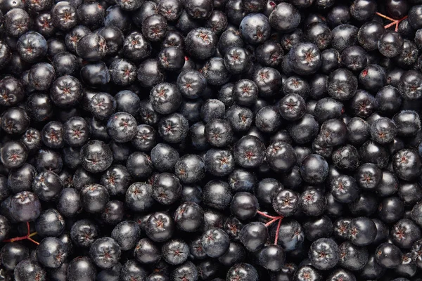 新鲜采摘的国产黑楸浆果 Chokeberry Chokeberries 全帧拍摄 — 图库照片