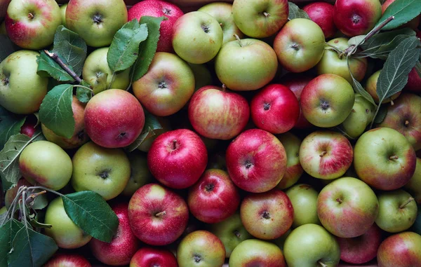 Mele Biologiche Appena Raccolte Cassa Legno Ampio Gruppo Mele Fresche — Foto Stock