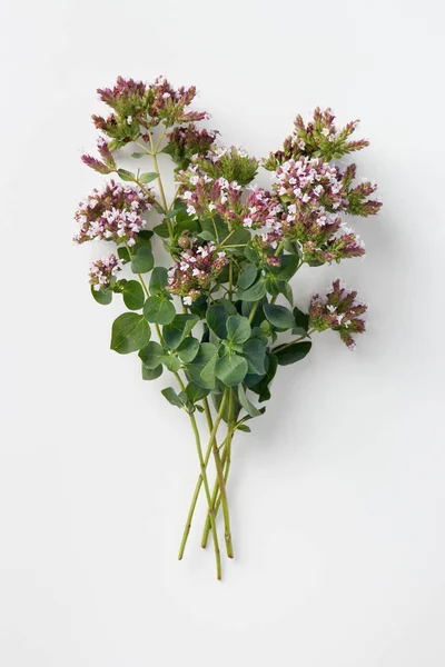 Bunch Fresh Organic Blooming Oregano White Background — Stock Photo, Image