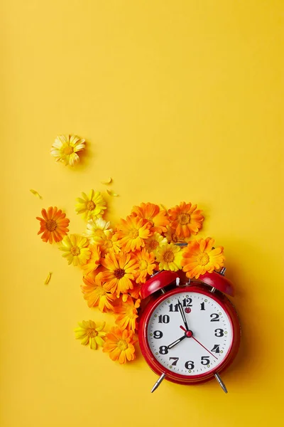 红色复古闹钟和万寿菊在黄色背景下开花 — 图库照片