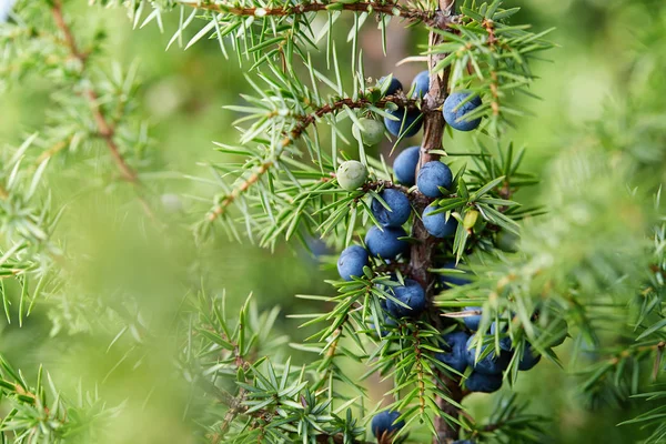 Gros Plan Sur Les Baies Genévrier Qui Poussent Sur Arbre — Photo