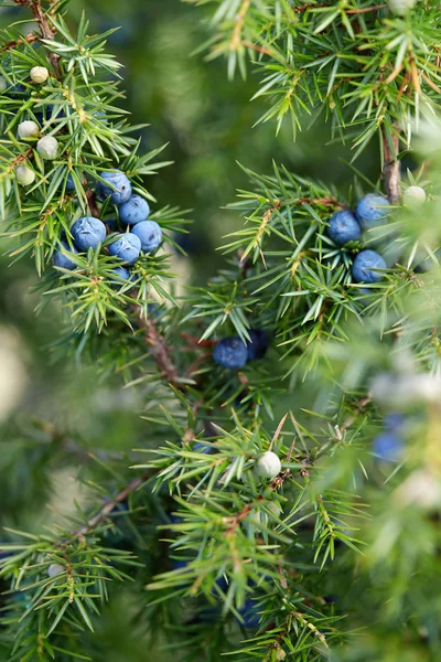 Close-Up Of Juniper Berries Growing On Tree.  Juniper branch with blue berries growing outside.