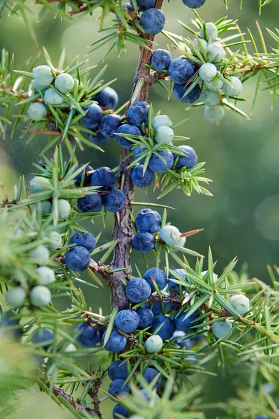 Primer Plano Bayas Enebro Creciendo Árbol Rama Enebro Con Bayas — Foto de Stock