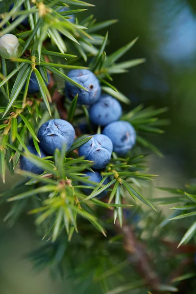 在树上生长的瞻博网络浆果的特写 在外面种植蓝莓的瞻博网络分枝 — 图库照片