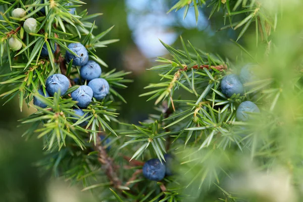 在树上生长的瞻博网络浆果的特写 在外面种植蓝莓的瞻博网络分枝 — 图库照片