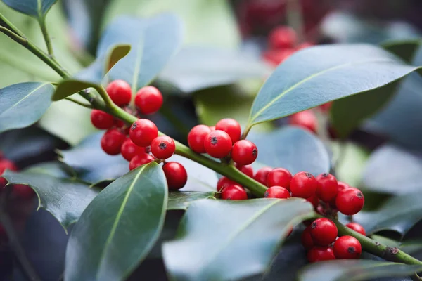 Holly Leaves Berries Close Red Berries Holly Bush — Stock Photo, Image
