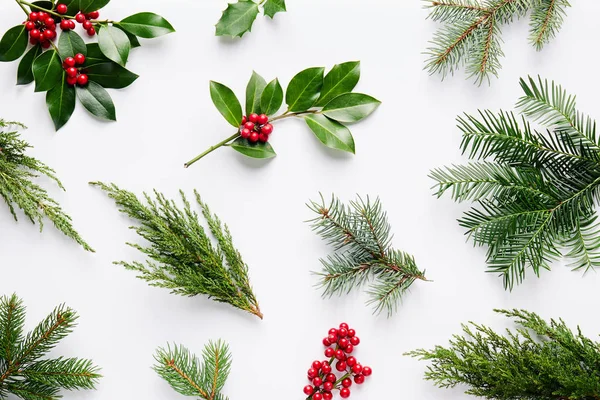 緑の葉とヒイラギの果実クリスマスの装飾的な植物のコレクション — ストック写真