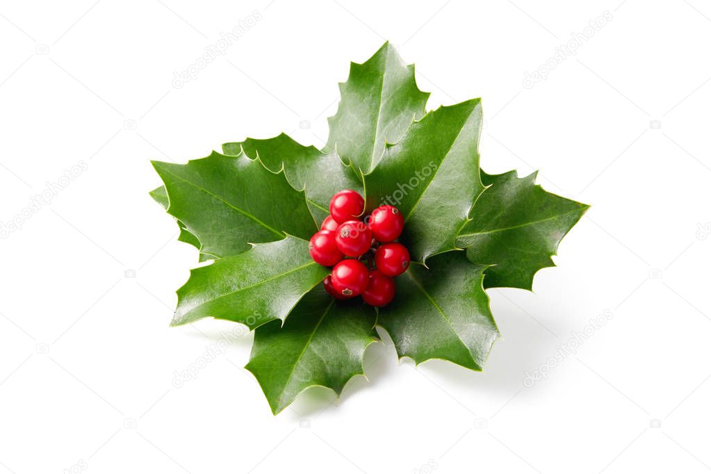 Holly leaves decoration with red berries on white background