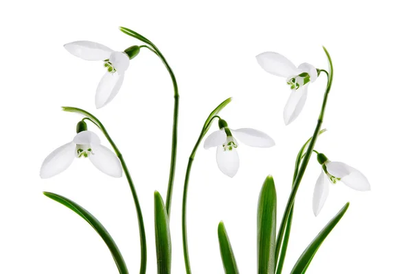 Fiore Bucaneve Primaverile Isolato Sfondo Bianco — Foto Stock