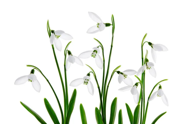 Fiore Bucaneve Primaverile Isolato Sfondo Bianco — Foto Stock