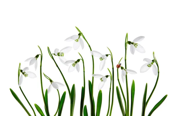 Coccinella Fiore Bianco Bucaneve Primaverile Sfondo Bianco — Foto Stock
