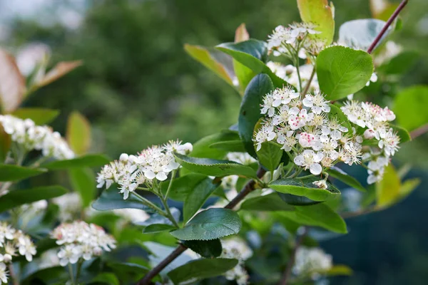 Black chokeberry blossoms (Aronia melanocarpa) in the garden. — Stock Photo, Image