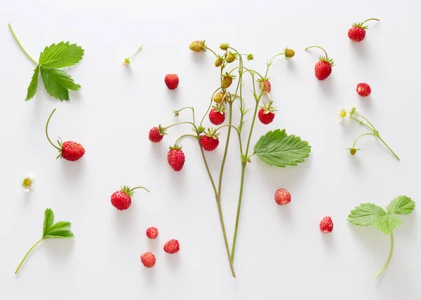 Fresas frescas silvestres con flores y hojas — Foto de Stock