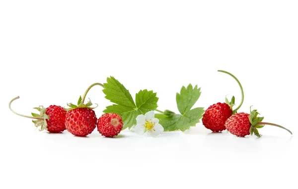新鲜的野生草莓与鲜花和叶子在白色的背毛 — 图库照片