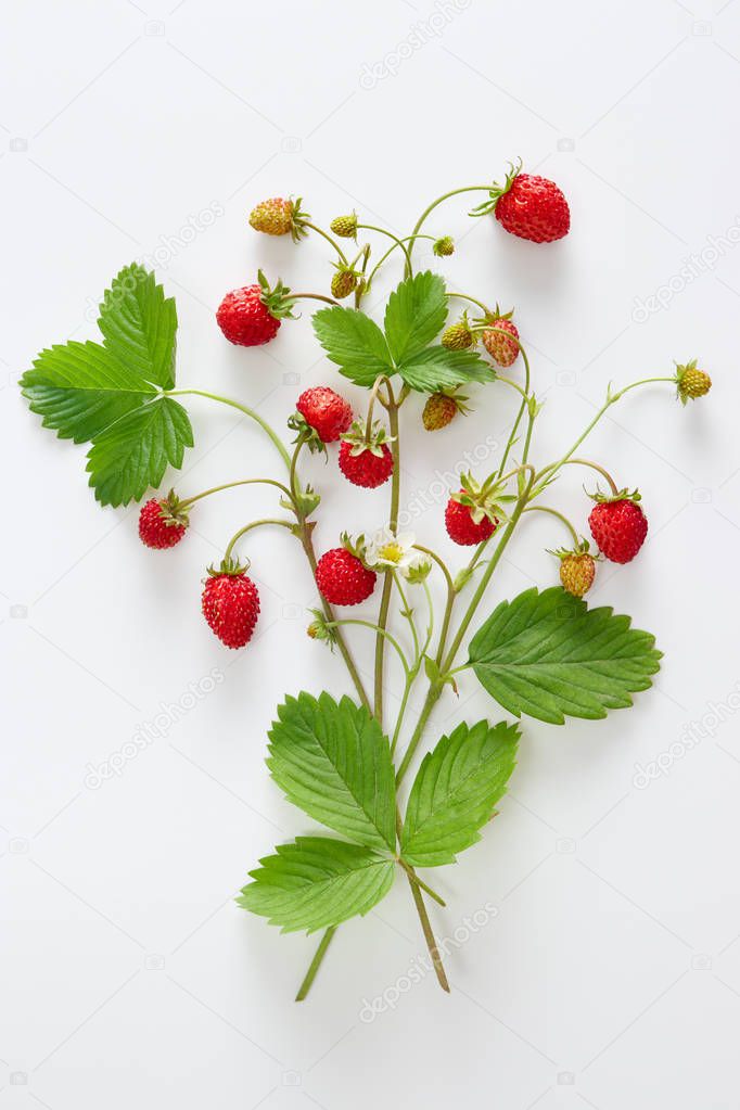 Fresh wild strawberries with flowers and leaves