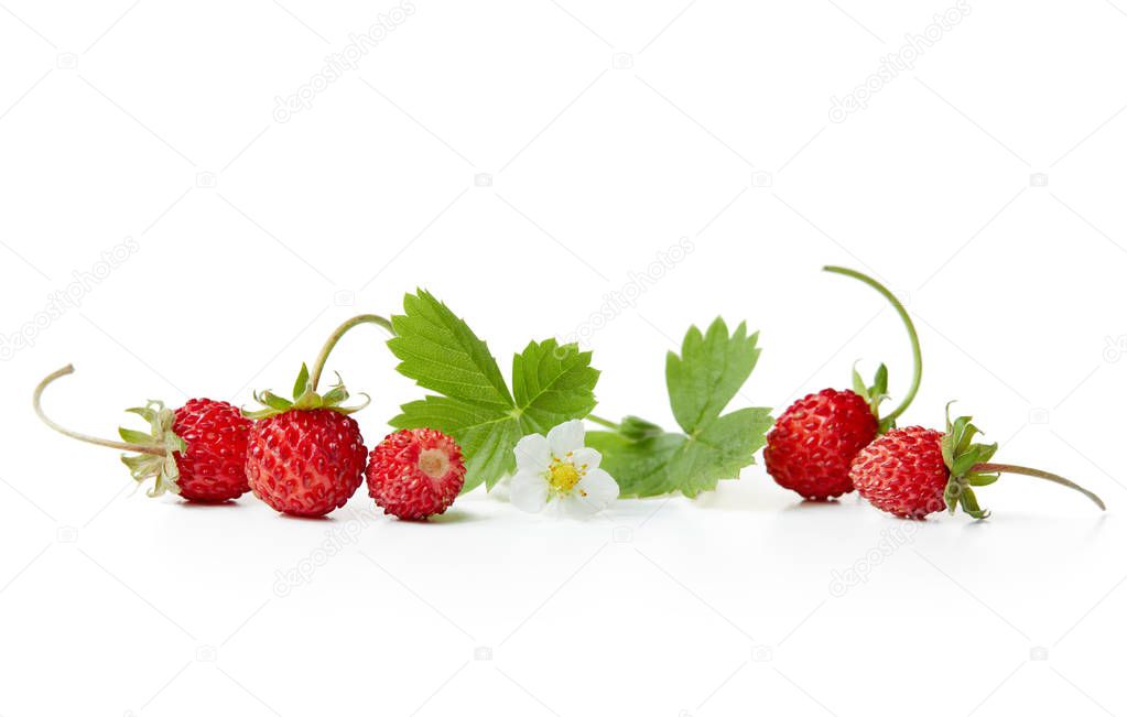 Fresh wild strawberries with flowers and leaves on white backgro