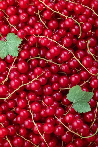 Vollbild-Aufnahme frisch gepflückter heimischer roter Johannisbeeren. — Stockfoto