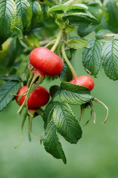 Róża biodra na dzikiej róży Bush — Zdjęcie stockowe