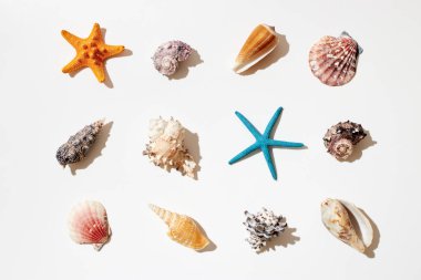 Beyaz zemin üzerinde deniz kabuğu ve yıldız balığı seçimi.
