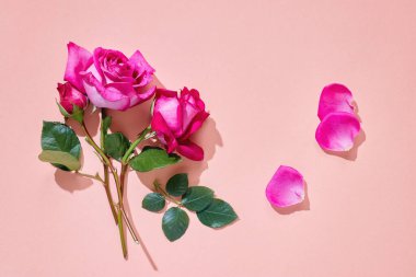 Pastel arka planda yeşil yapraklı pembe güller..