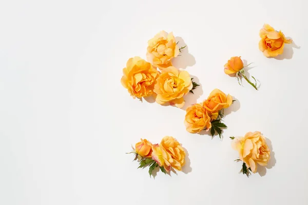 Różne Żółte Róże Rozrzucone Białym Tle Widok Nad Głową Układy — Zdjęcie stockowe