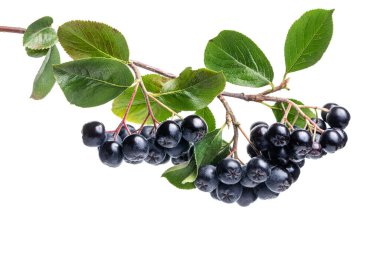 Aronia böğürtlenleriyle dolu bir dal. Aronia melanocarpa (siyah boğaz üzümü) beyaz arka planda. 