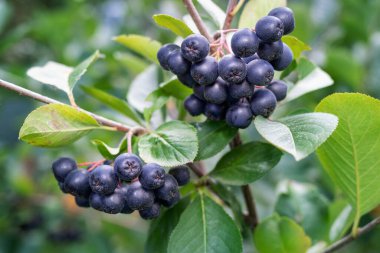 Bahçede yetişen Aronia üzümü (Aronia melanocarpa, Black Chokeberry). Aronia böğürtlenleriyle dolu bir dal.. 