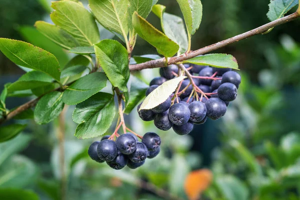 Bobule Aronia Aronia Melanocarpa Black Chokeberry Rostoucí Zahradě Větvička Plná — Stock fotografie