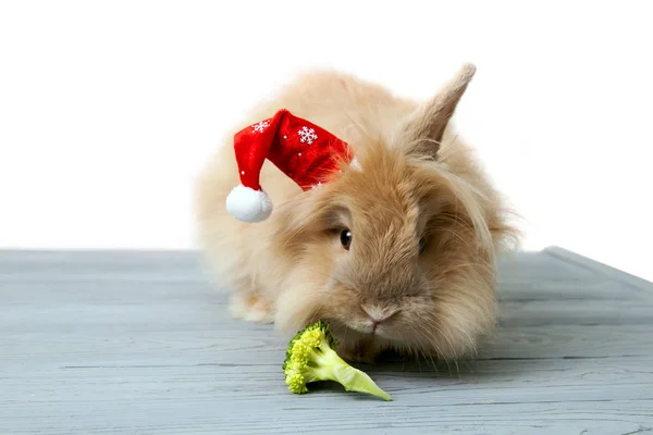 Weihnachtskaninchen Frisst Brokkoli — Stockfoto
