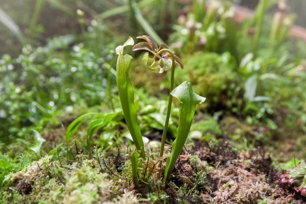 Uma Planta Sarracenia Estufa — Fotografia de Stock